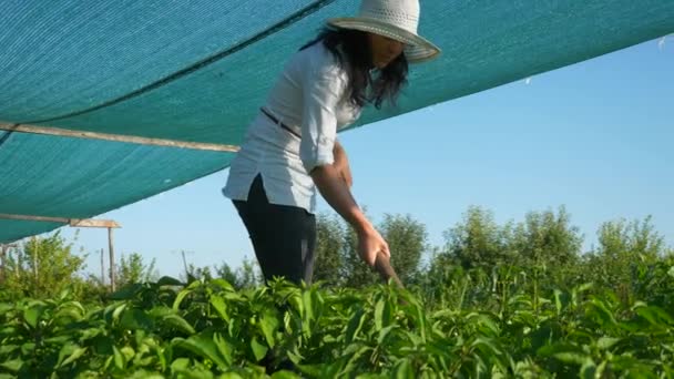 Női Farmer Aki Bell Peppert Termeszt Gyomirtás Füvet Eltávolítani Hoe — Stock videók
