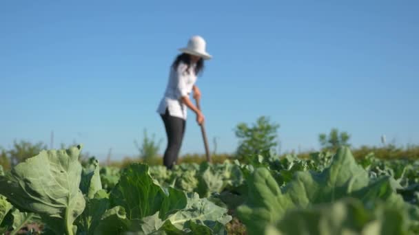 Ženský Farmář Pěstující Zelí Odstraňování Plevele Motykou Dvorku Farmy Zpomalený — Stock video