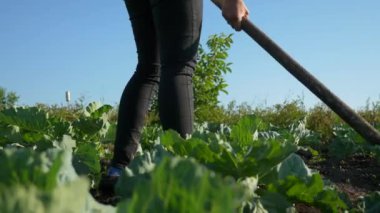 Dişi çiftçi lahana yetiştiriyor. Çiftliğin arka bahçesindeki çapayla yabani otları temizliyorum. 2x Yavaş çekim - 0. 5 hız 60 FPS