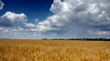 Arpa Tarlasının Üzerindeki Görüntü Bulutları Kuraklıktan Sonra Kötü Ekinler