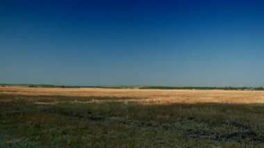 Buğday tarlasında ilerliyoruz. Sarı Alanda Mavi Gökyüzü Ufkunu Temizle