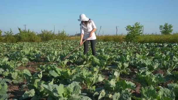 Campesina Cultivando Repollo Deshierbe Retire Hierba Con Azada Campo Del — Vídeo de stock