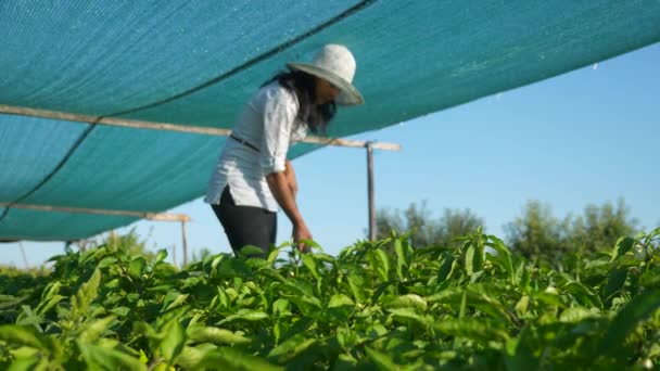 Petani Perempuan Membudidayakan Bell Pepper Weeding Hapus Ganja Dengan Hoe — Stok Video