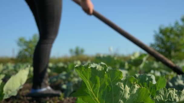 Ženský Farmář Pěstující Zelí Odstraňování Plevele Motykou Dvorku Farmy Zpomalený — Stock video