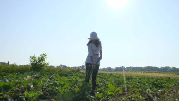 Vrouwelijke Boer Die Kool Verbouwt Onkruid Verwijderen Met Schoffel Boerderij — Stockvideo
