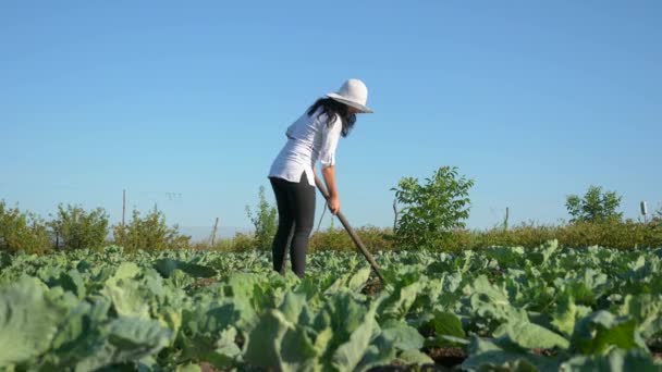 Γυναικείος Αγρότης Καλλιεργεί Λάχανο Weeding Αφαιρέστε Ζιζανίων Hoe Αγρόκτημα Backyard — Αρχείο Βίντεο