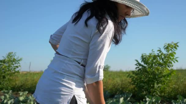 Ženský Farmář Pěstující Zelí Odstraňování Plevele Motykou Dvorku Farmy Zpomalený — Stock video