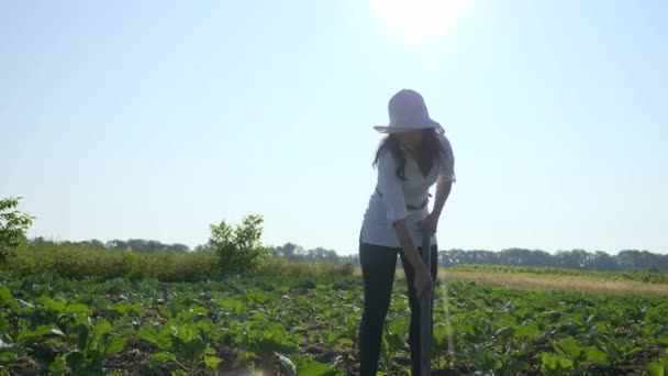 Vrouwelijke Boer Die Kool Verbouwt Onkruid Verwijderen Met Schoffel Boerderij — Stockvideo