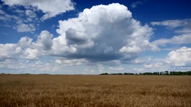 Nuages scéniques en un laps de temps au-dessus de la mauvaise récolte de champs d'orge après une sécheresse