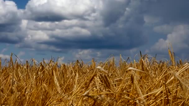 Nuages Panoramiques Dessus Des Champs Orge Mauvaise Récolte Après Une — Video