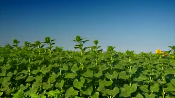 Moving Sunflower Field Inspecting Crops — Stock Video