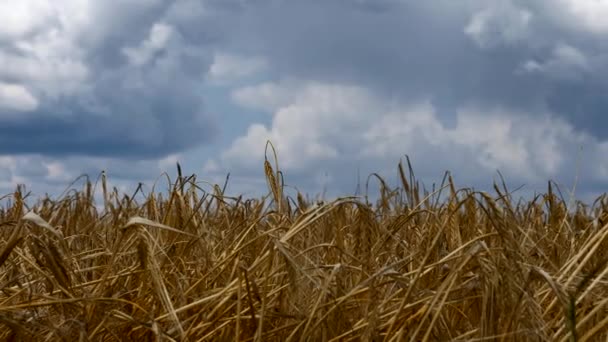 干旱后大麦田上空的情景云彩 — 图库视频影像