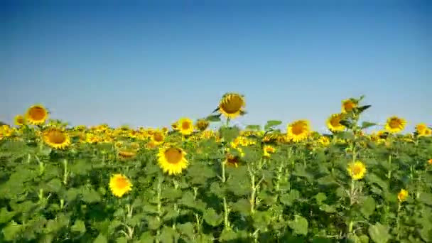 Moving Sunflower Field Inspecting Crops — Stock Video
