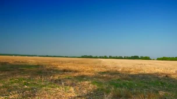 Moving Mowed Wheat Field Clear Blue Sky Horizon Yellow Field — Stock Video