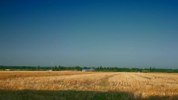 Bewegen Entlang Gemähter Weizenfelder Klarer Blauer Himmelshorizont Auf Gelbem Feld — Stockvideo