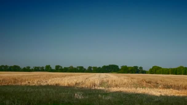 Muoversi Lungo Campo Grano Falciato Clear Blue Sky Horizon Sul — Video Stock