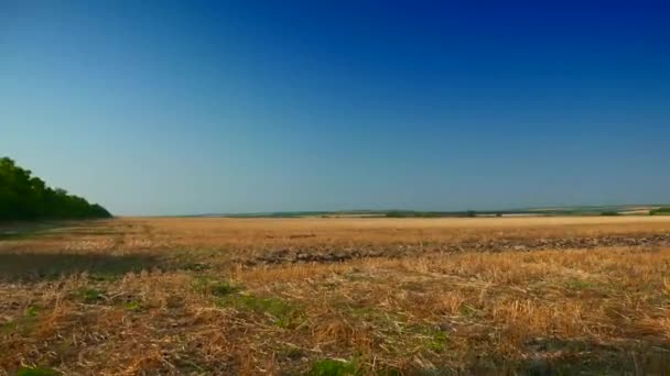 Déplacement le long du champ de blé fauché. Horizon ciel bleu clair sur champ jaune