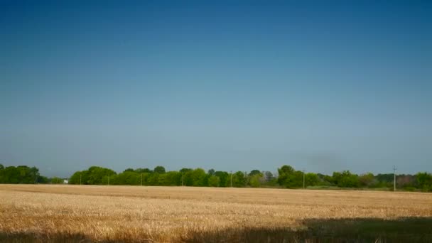 Bergerak Sepanjang Mowed Wheat Field Bersihkan Blue Sky Horizon Yellow — Stok Video