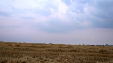 Buğday tarlasında biçilmiş saman boyunca sürüş