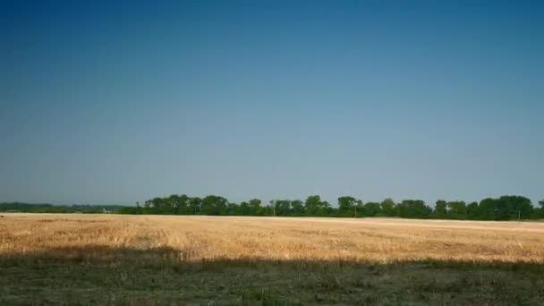 Bewegen Entlang Gemähter Weizenfelder Klarer Blauer Himmelshorizont Auf Gelbem Feld — Stockvideo