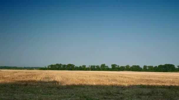 Déplacement le long du champ de blé fauché. Horizon ciel bleu clair sur champ jaune