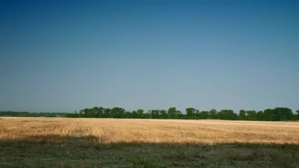 Muoversi Lungo Campo Grano Falciato Clear Blue Sky Horizon Sul — Video Stock