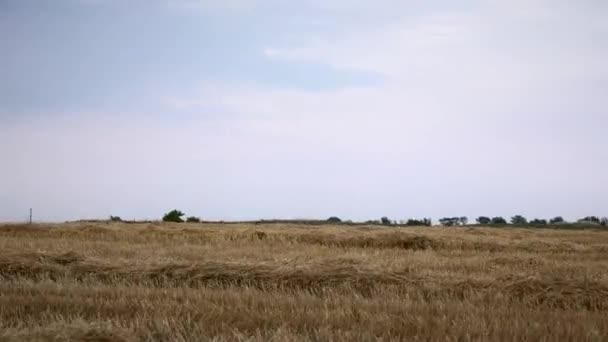 Driving Alongside Mowed Hay Laying Wheat Crop Field — Stock Video