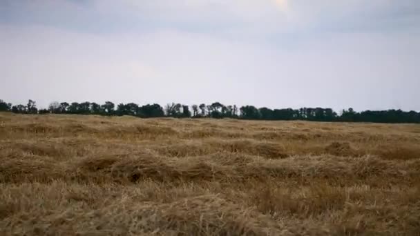 Rijden Naast Gemaaid Hooi Leggen Tarweveld — Stockvideo