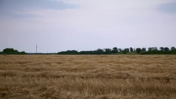 Driving Alongside Mowed Hay Laying Wheat Crop Field — Stock Video
