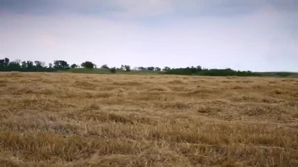 Buğday Tarlasında Biçilmiş Saman Boyunca Sürüş — Stok video
