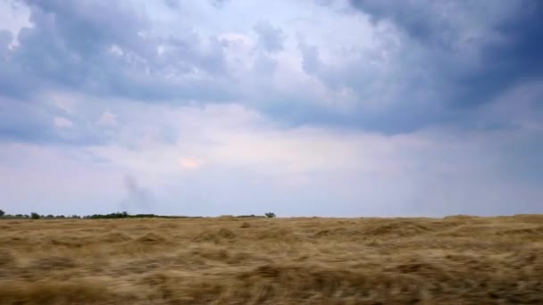 Вождение Рядом Косным Семенем Лежащим Пшеничном Поле — стоковое видео