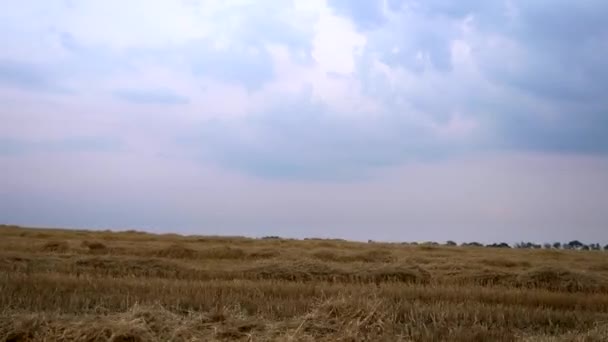 Conducir Junto Heno Segado Acostado Campo Cultivo Trigo — Vídeos de Stock