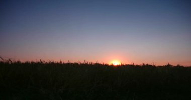 Buğday tarlasında Hasat İşlemde Birleştir