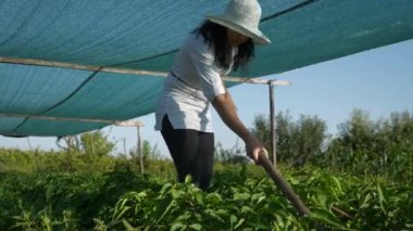 Kadın çiftçi Bell Pepper yetiştiriyor. Çiftliğin arka bahçesindeki çapayla yabani otları temizleme