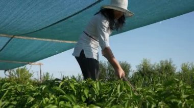 Kadın çiftçi Bell Pepper yetiştiriyor. Çiftliğin arka bahçesindeki çapayla yabani otları temizleme