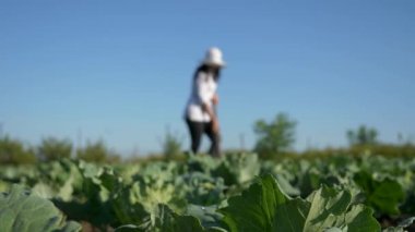 Dişi çiftçi lahana yetiştiriyor. Çiftliğin arka bahçesindeki çapayla yabani otları temizleme