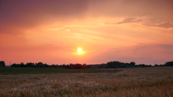 Συνδυάστε Harvester Δράση Εργασίας Στον Τομέα Του Σιταριού — Αρχείο Βίντεο