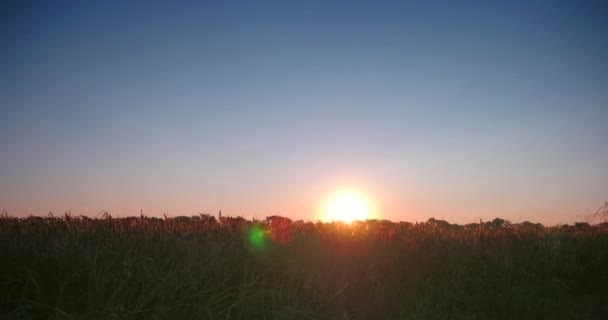 Time Lapse Amanecer Por Mañana Por Encima Del Campo Cultivo — Vídeos de Stock