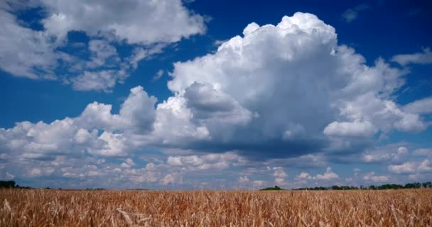 Nuages blancs à laps de temps sur ciel bleu au-dessus du champ de culture