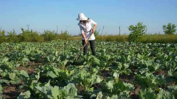 Női Farmer Termesztés Káposzta Gyomlálás Eltávolítani Gyomot Hoe Farm Hátsó — Stock videók