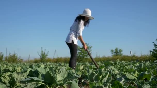 Campesina Cultivando Repollo Deshierbe Retire Hierba Con Azada Campo Del — Vídeo de stock