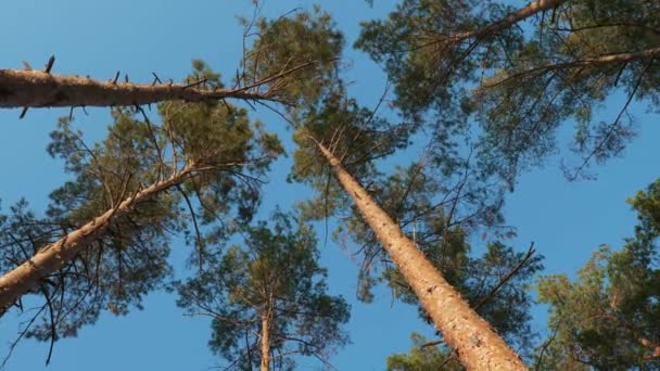 Alza Sguardo Nel Cielo Passeggiando Tra Alti Pini Che Scuotono — Video Stock