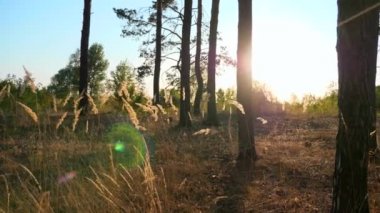 Çam Ormanı 'nda Sunset Sunshine Flares through High Grass. Sonbahar. Yavaş çekim 60 FPS