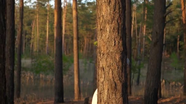 Жінка Білому Одязі Вінком Кошиком Ходить Сосновому Лісі Повільний Рух — стокове відео