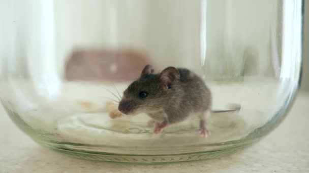 Close Scared Mouse Trapped Glass Bottle Kitchen Countertop Slow Motion — Stock Video