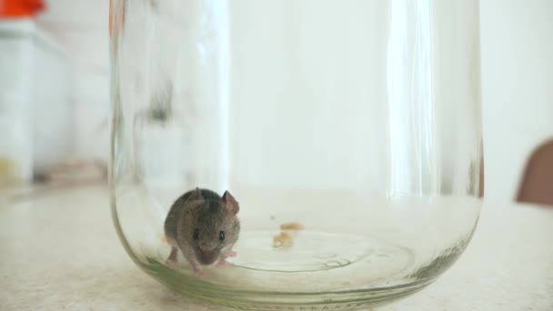 Close Scared Mouse Trapped Glass Bottle Kitchen Countertop Slow Motion — Stock Video
