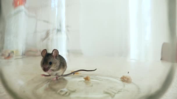 キッチンカウンターのグラスボトルに閉じ込められた怖がっているマウス スローモーション — ストック動画