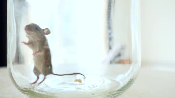Primer Plano Ratón Asustado Atrapado Botella Vidrio Encimera Cocina Movimiento — Vídeo de stock