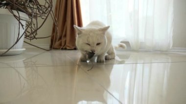 Beyaz Kedi Gri Fare Yakalıyor ve Ev Mutfağı 'nda yiyor. Yavaş çekim 60 FPS 4K