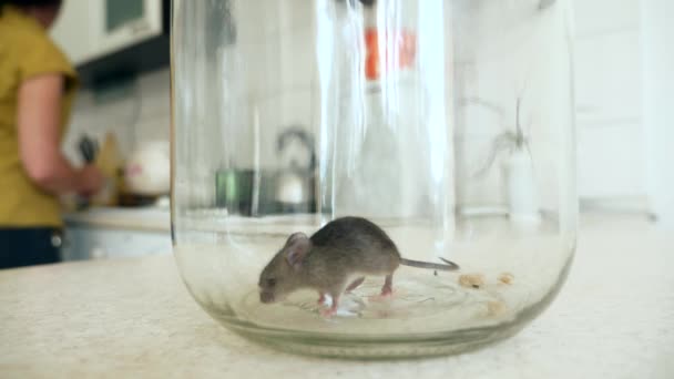 Großaufnahme Hausfrau Blick Auf Verängstigte Maus Gefangen Glasflasche Auf Küchentheke — Stockvideo